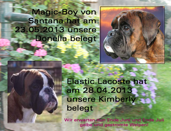 wurfankndigungen 2013 kl