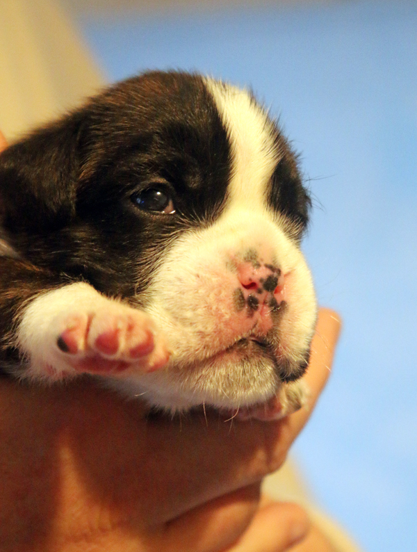 x Major IMG_7416 klein