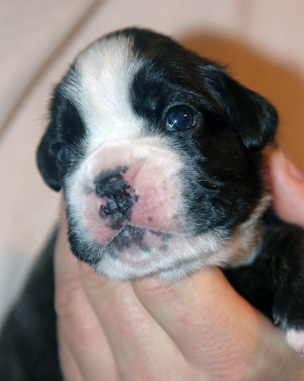 x Maracuja IMG_7472 klein