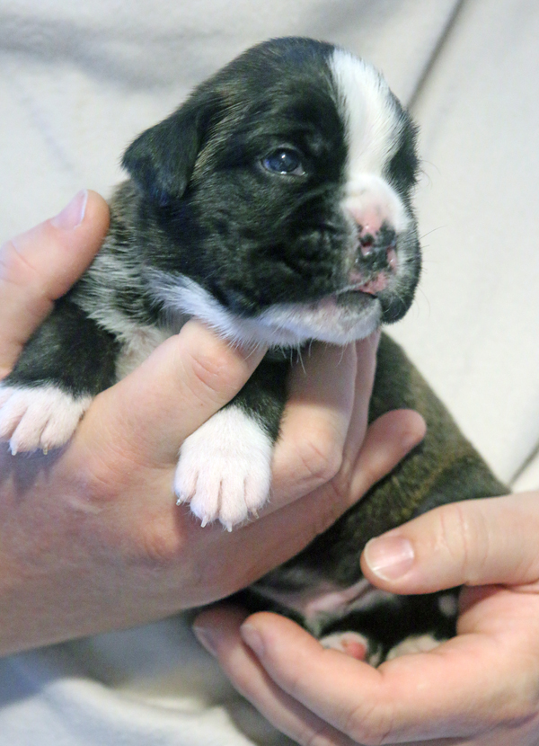 x Moskito IMG_7438 klein