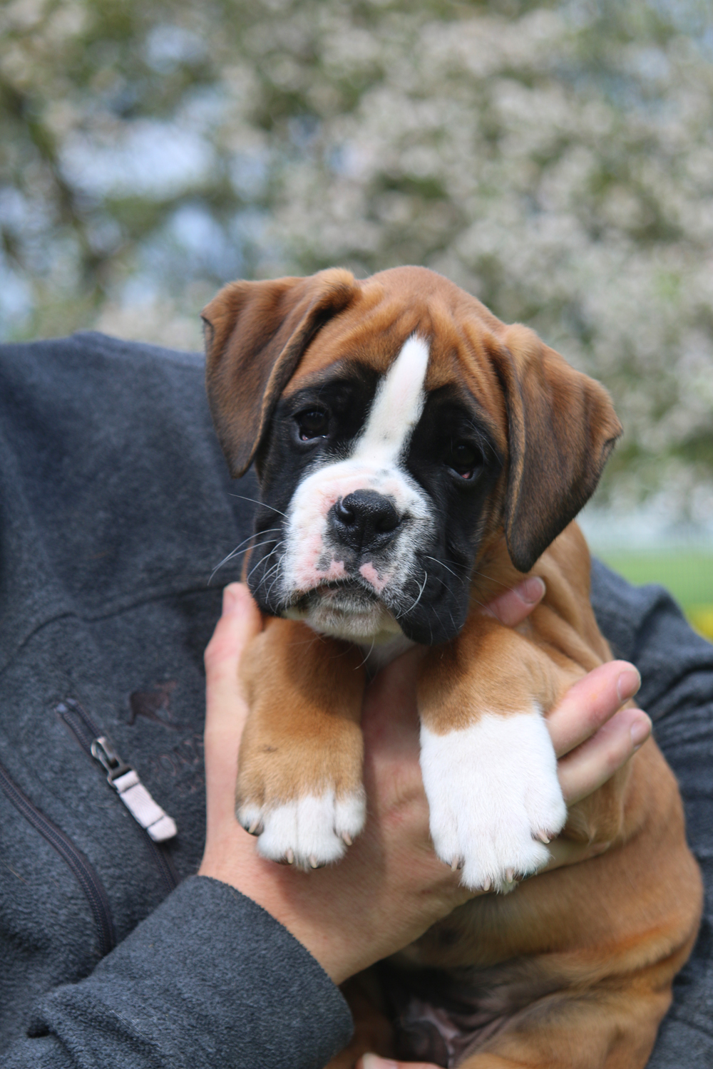 x oakheart IMG_4028 klein