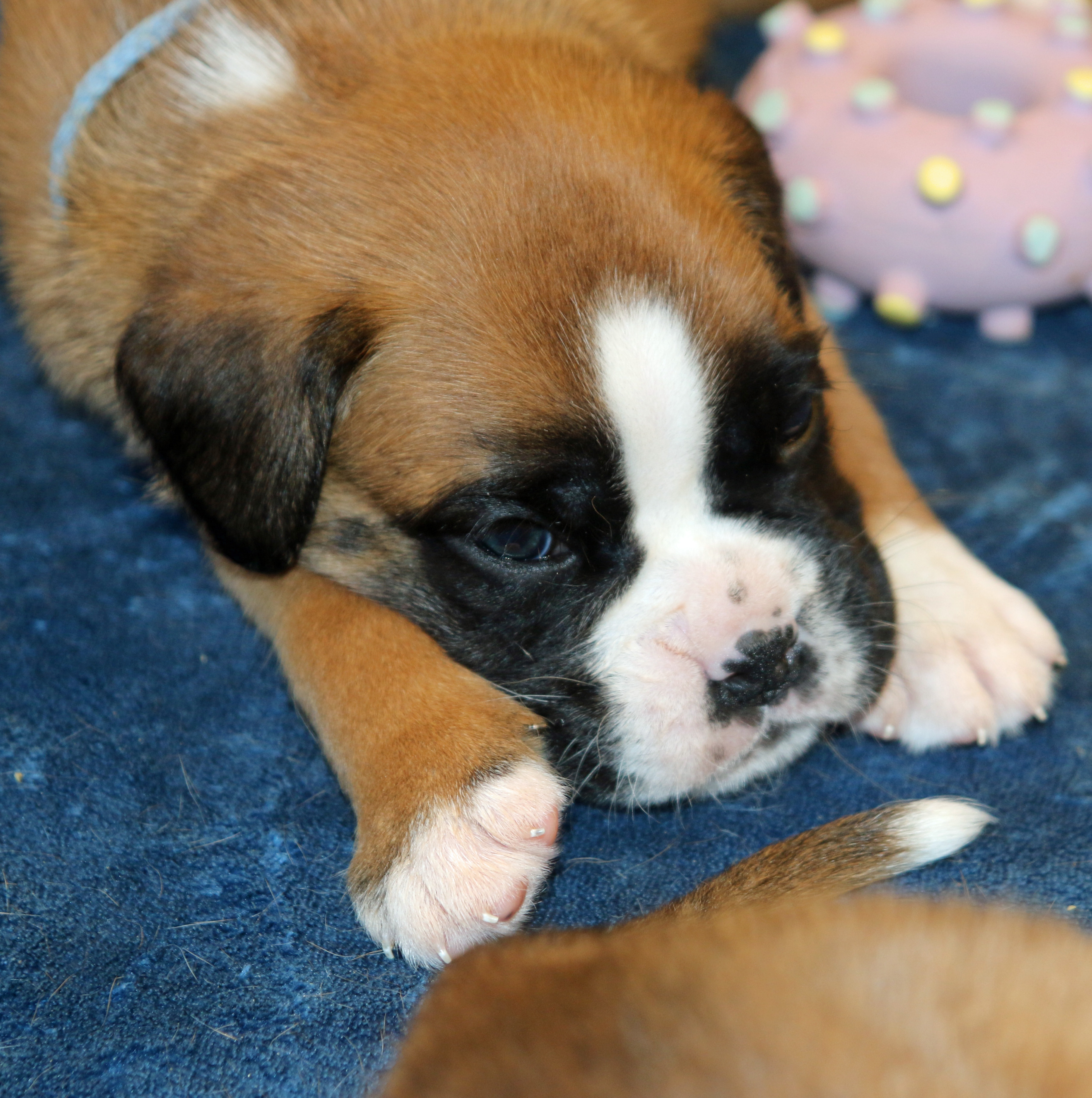 xx Oakheart IMG_1748