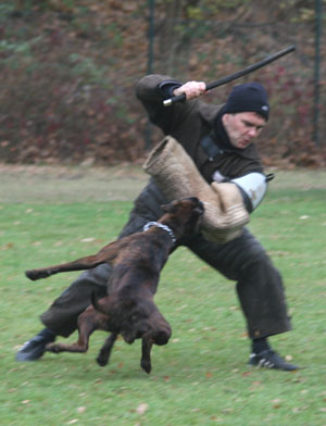 ztp kimi 4 klein ztp kimi 4 klein